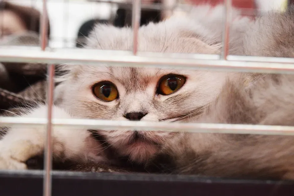 悪質 ブリーダー リスト 猫 警告！もう失敗しない猫選びの絶対に知っておくべきこと【完全ガイド】